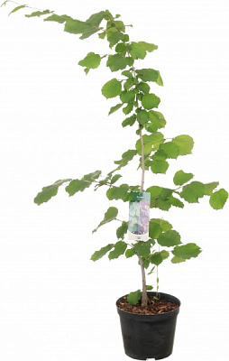 Саженец Dekoplant фундук 2р (C7)