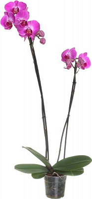 Фаленопсіс 12/70 еліт промо