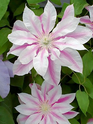 Корневище клематиса Андромеда 1 шт. 