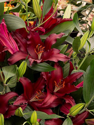 Цибулина лілії східної Фаеболт 1 шт.