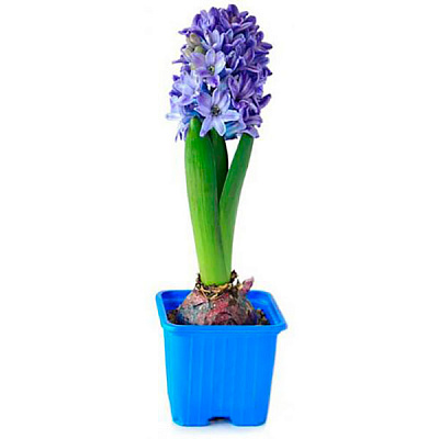 Рослина Гіацинт мікс 3рр 12/15