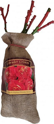 Саджанець Dekoplant Троянда флорібунда Гебрюдер Грімм