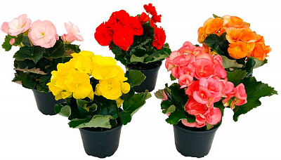 Растение Бегония микс (Decorum) d13/h30