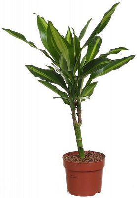 Растение Драцена Golden Coast 1 ствол 11/45