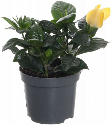  Гардения 09/20 жасминоносна