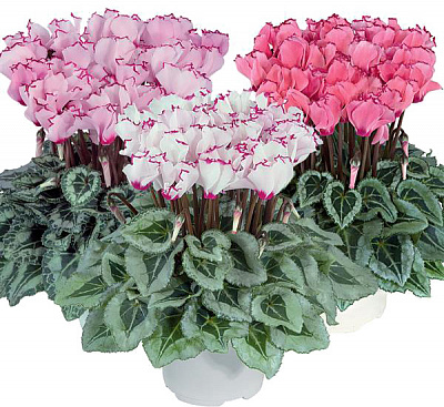 Растение Цикламен метис виктория d9/h20 