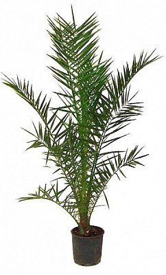 Растение Финиковая пальма 21/150 Сanariensis