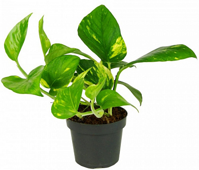 Растение Эпипремнум d12/h25