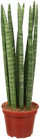 Рослина Сансівьєрія циліндріка мікс 12х35 см