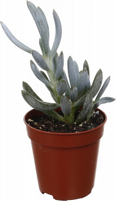 Растение комнатное Суккулент микс 5х8 см