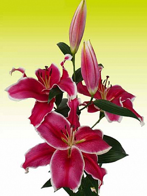 Луковица VWS EXPORT – IMPORT OF FLOWERBULBS B.V. лилии ОТ Эль Кэпитан 1 шт.