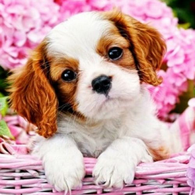 Набор для творчества со стразами на подрамнике Люблю гортензии 30x30 см Діамантові ручки 