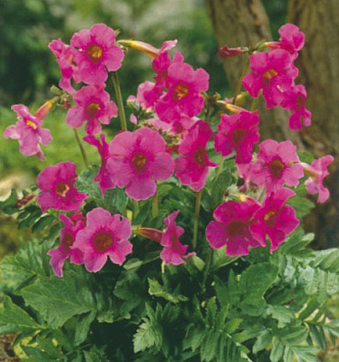 Кореневище Яскрава Інкарвелія Рожева 1 шт.