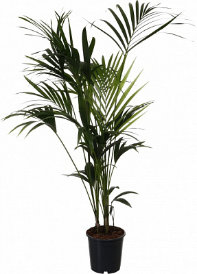 Растение комнатное Ховея 24/160