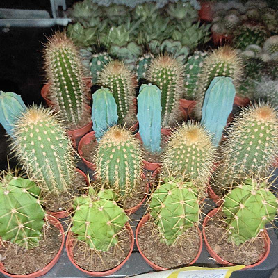 Растение Кактус 5х8 Zuil микс