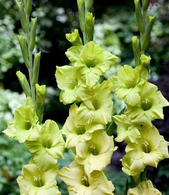 Луковица Яскрава Гладиолус Mystic Green 3 шт. 