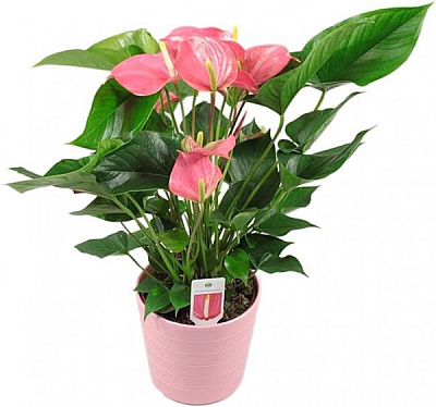 Растение комнатное Антуриум Pink d12 h40