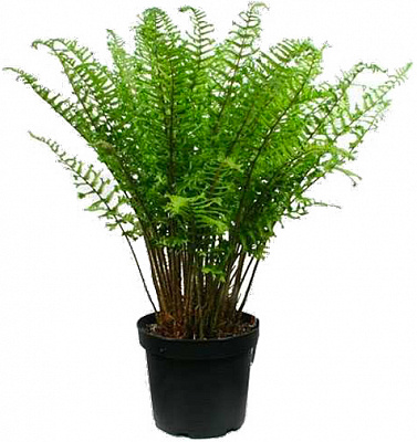 Рослина Щитник споріднений Крістата зе Кінг С3