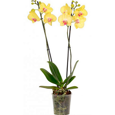 Растение Фаленопсис 2 ветки 12х55 см желтый
