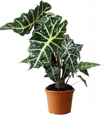 Рослина Алоказия Поллі 12x50 см