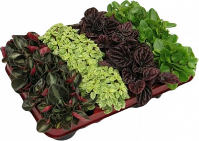 Растение комнатное Пеперомия микс 12/20