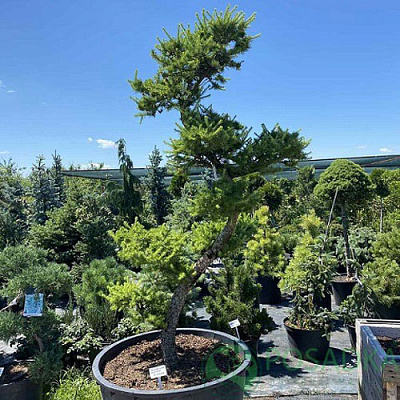 Растение Лиственница японская / Larix kaempferi S Bonsai, С10