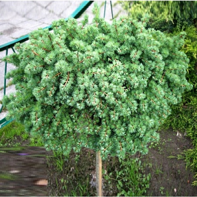 Растение Лиственница европейская / Larix decidua Kornik, С20 Pa 100-120