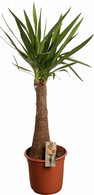Растение комнатное Юкка 24/110 Майя