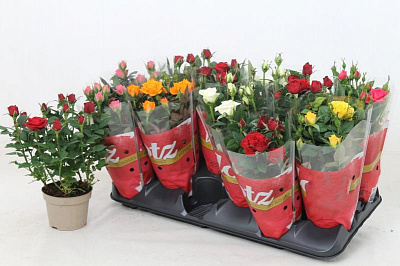 Растение Роза 10/25 Kordana крупноголовая микс 3 цвета в одном горшке