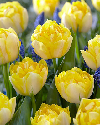 Луковица TUBERBULB Export B.V. тюльпана махрового раннего Сикрит Перфюм 3 шт.