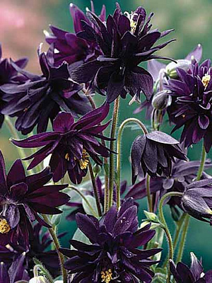 Корневище аквилегии Блек Барлоу 1 шт. 