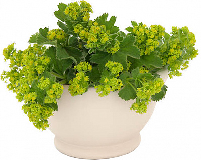 Растение Манжетка Alchemilla splendens С3