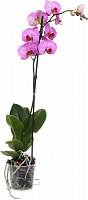 Рослина Фаленопсіс 12х60 см 1 гілка