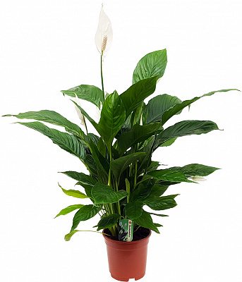 Рослина Спатифіллум Verdi 17х70 см