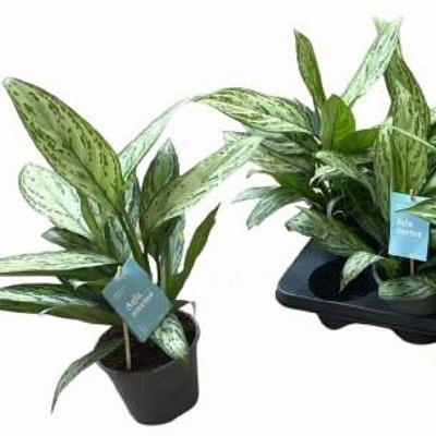 Растение Аглаонема 14х40 белая Silver Queen