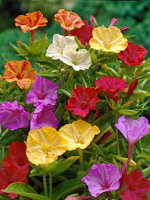 Бульба TUBERBULB Export B.V. мірабіліса Ялапа 1 шт.