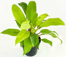 Растение комнатное Филодендрон Malay Gold d12/h40