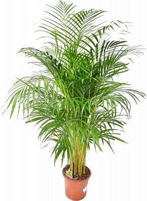 Рослина Пальма Арека 9/35