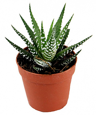 Растение комнатное Хавортия 8х15 см микс