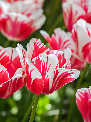 Цибулина тюльпана простого пізнього Сорбет 3 шт. TUBERBULB Export B.V.