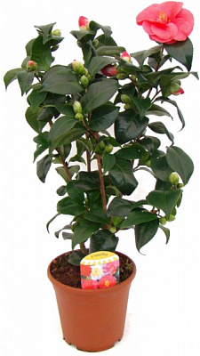 Растение Камелия d19/h65