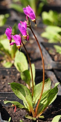 Растение декоративное Лотос К Додекатеон обыкновенный ”Aphrodite”