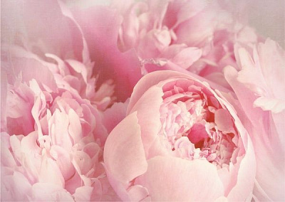Декор настенный Пионы 42x59,4 см розовый 