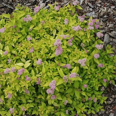 Растение Спирея Голдмаунд С2 D10-15