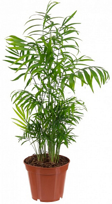 Рослина Хамедорея Elegans 9x40 см