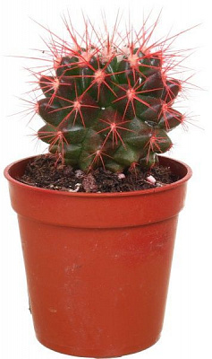 Растение комнатное Ехиногрузон красный 5.5х10 см