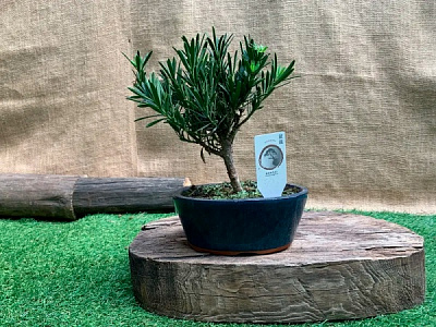 Рослина Подокарпус ред