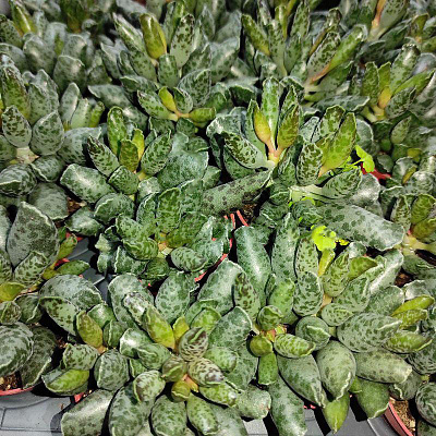 Рослина Адроміскус (сукулент) 05х8 Grey