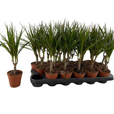 Растение Драцена 9*35 Marginata 1 ствол