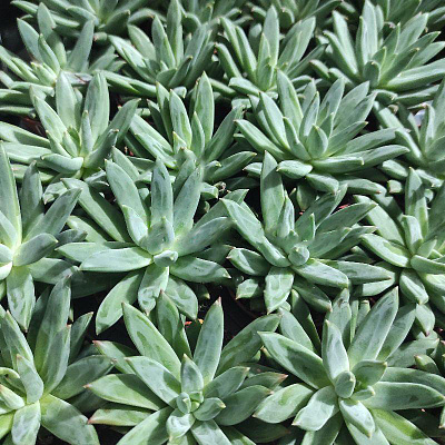 Рослина Ехеверія 5х8 Hookeri